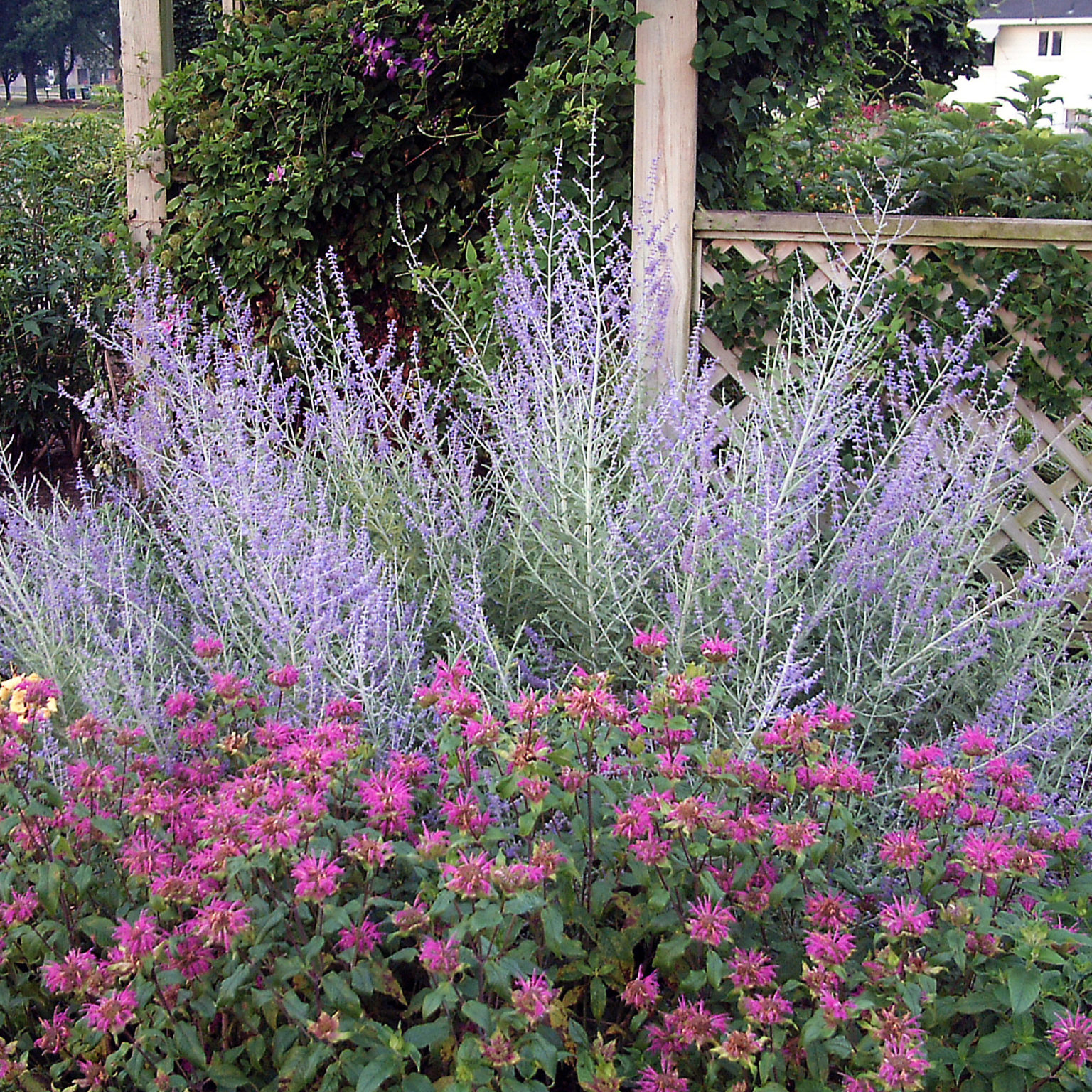 Перовския лебедолистная (Perovskia atriplicifolia)