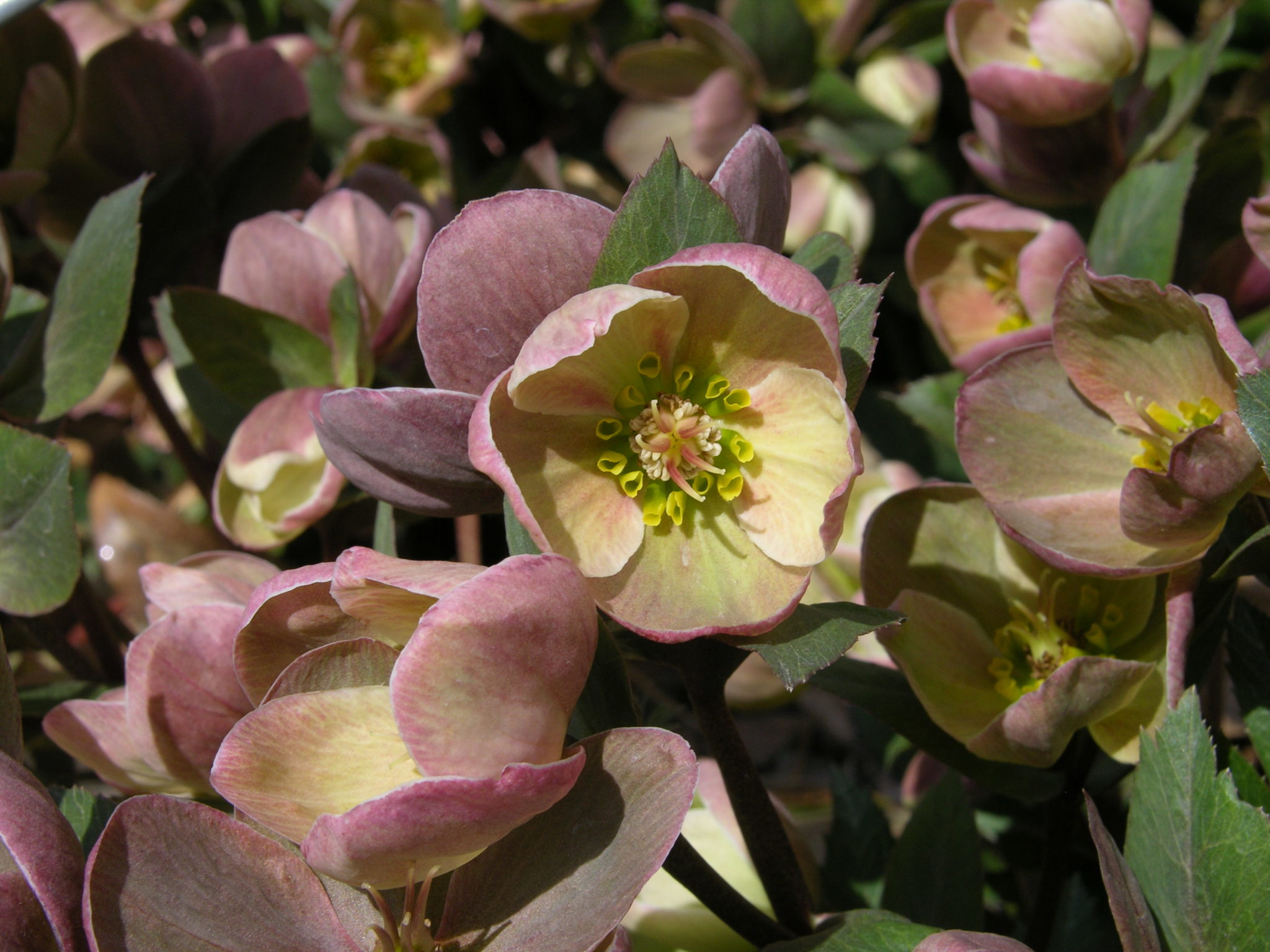 Hellebores for Colorado - NewsLeaf