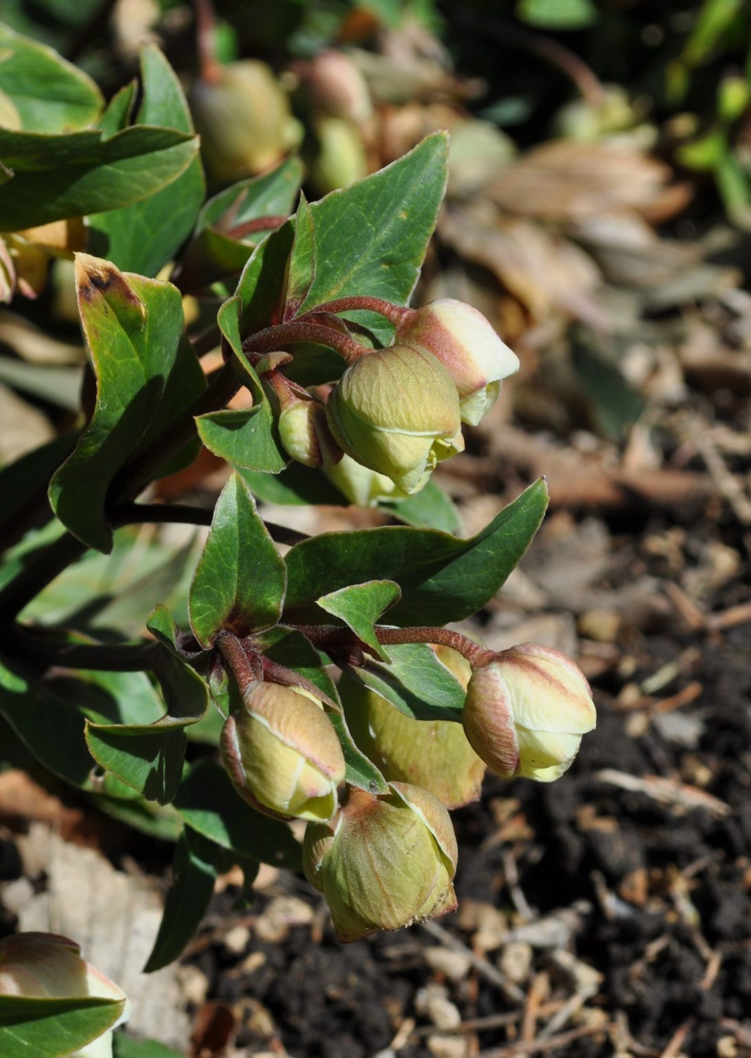 Hellebores for Colorado - NewsLeaf