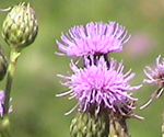 close up of pink noxious weeds