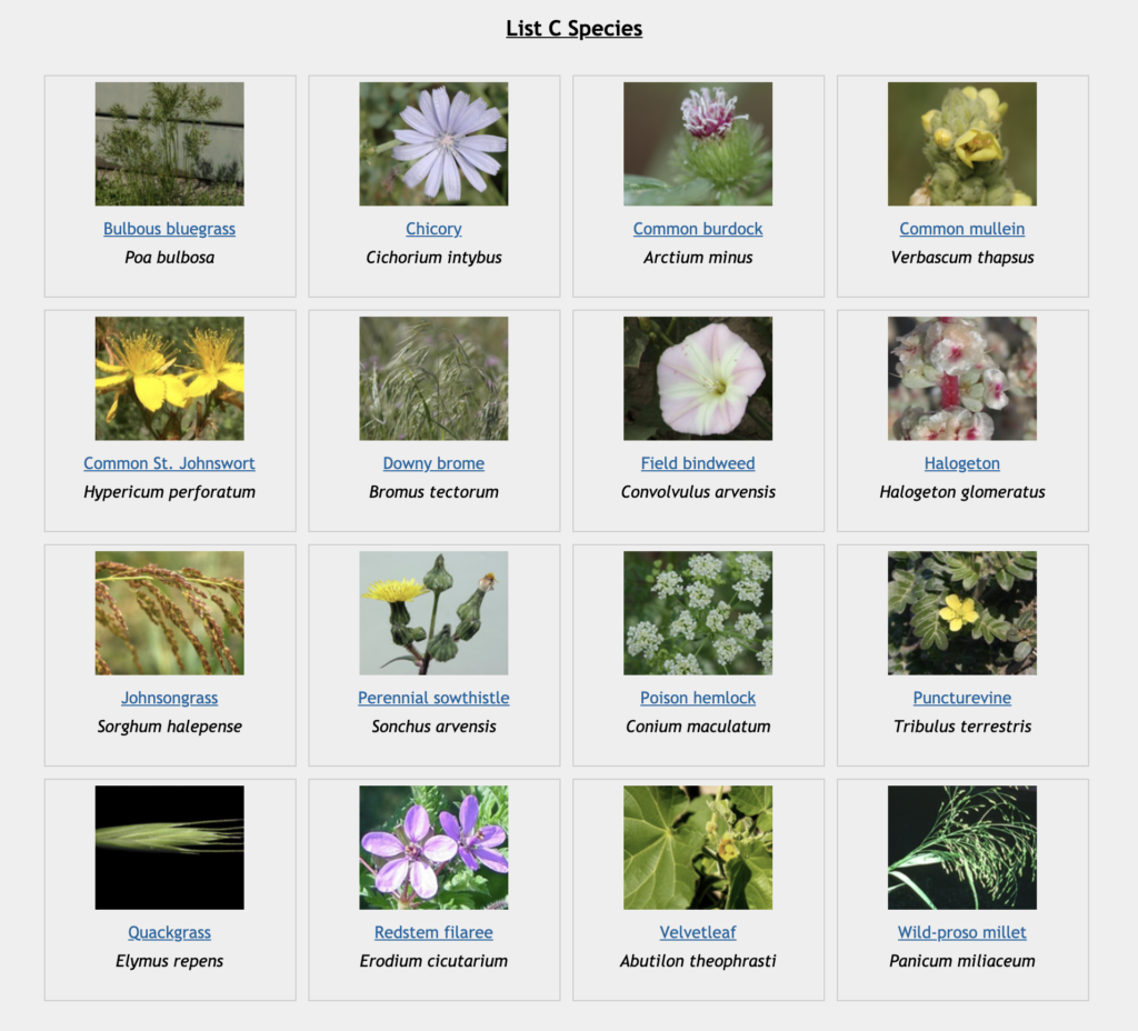 thumbnail of noxious weeds in colorado