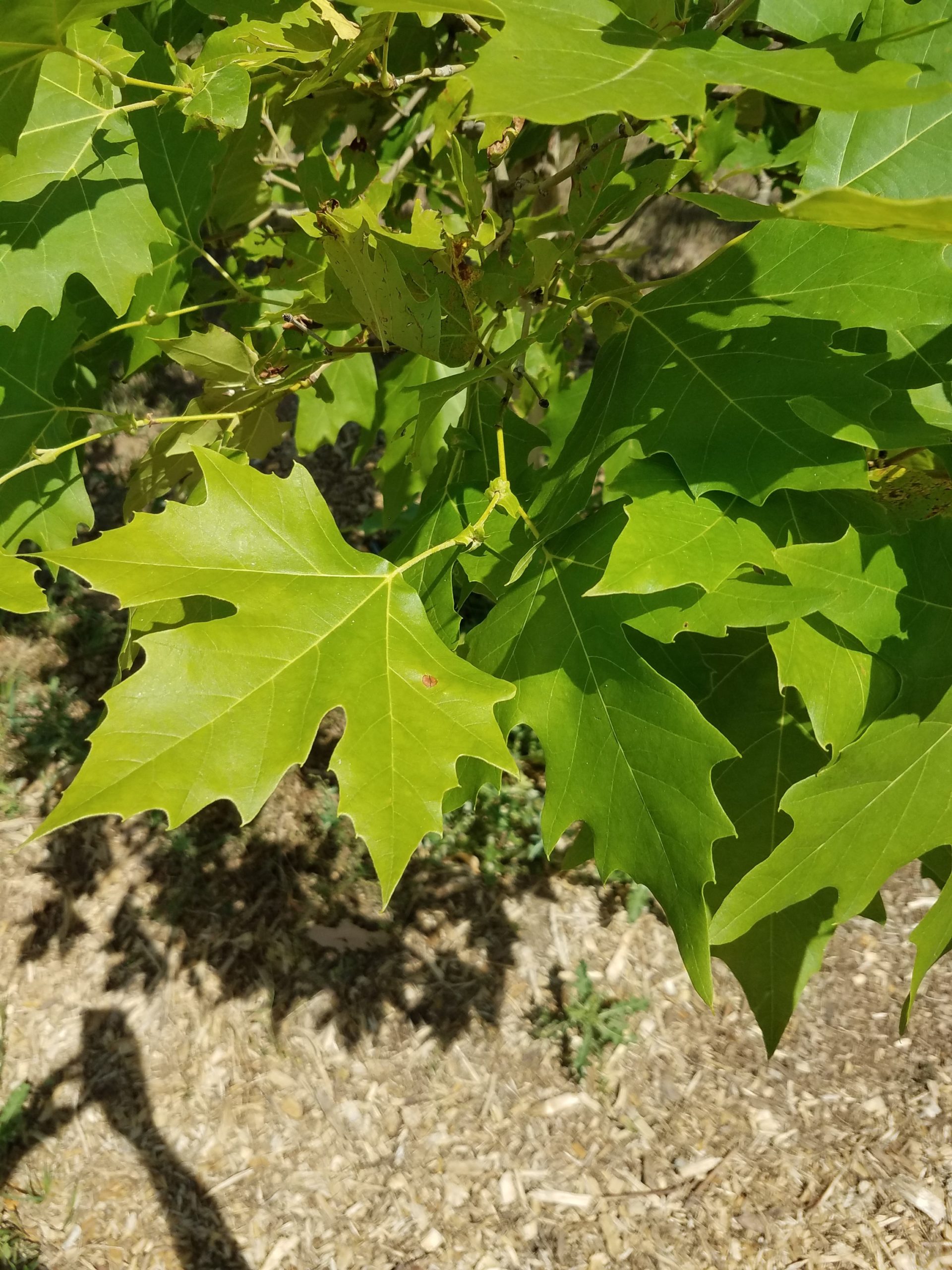 Update on Heritage Arboretum at Colorado State University - NewsLeaf