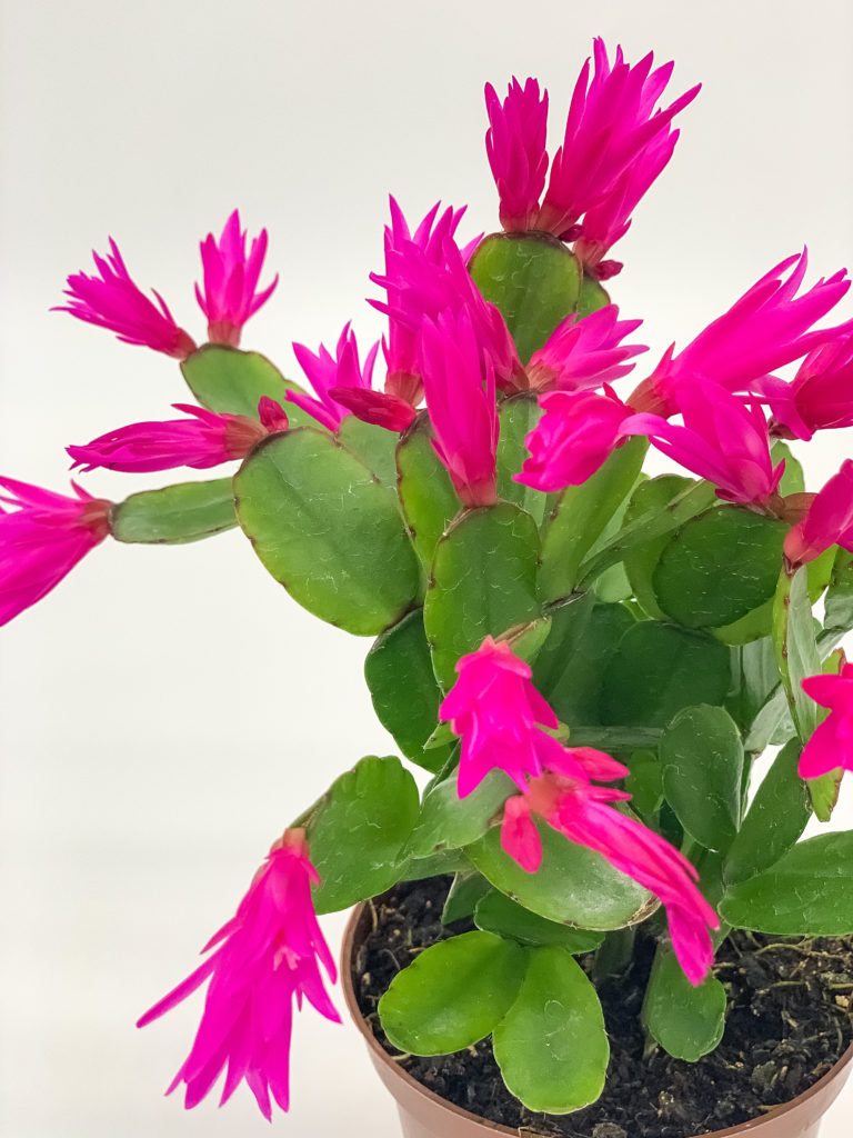 pink and green houseplant